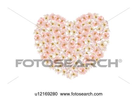 Heart shaped plum flowers View Large Photo Image Stock Image - Heart shaped plum flowers. Fotosearch