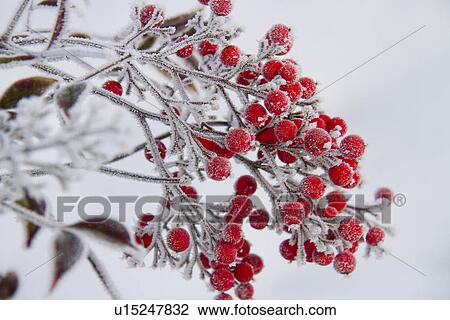 Stock Image - Heavenly Bamboo Berries Covered in Frost. Fotosearch