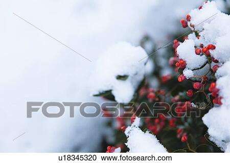 Heavenly Bamboo in Snow View Large Photo Image Stock Image - Heavenly Bamboo in Snow. Fotosearch