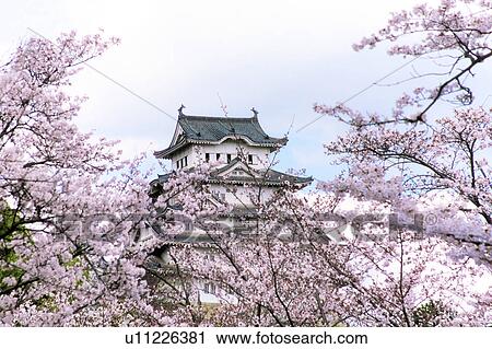 Stock Image - Himeji Castle in Spring. Fotosearch