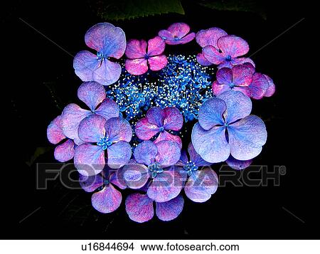 Hydrangea Flowers View Large Photo Image Picture - Hydrangea Flowers. Fotosearch