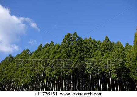 Stock Image - Japanese Cedar Forest. Fotosearch