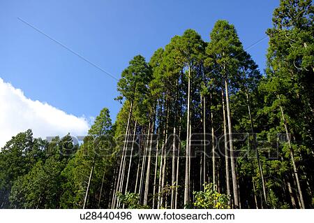 Stock Photograph - Japanese Cedar Forest. Fotosearch