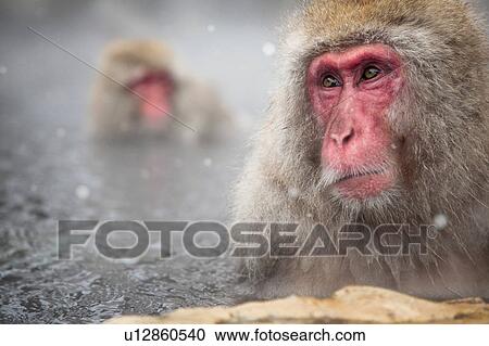 Stock Image - Japanese Monkey in Hot Spring. Fotosearch