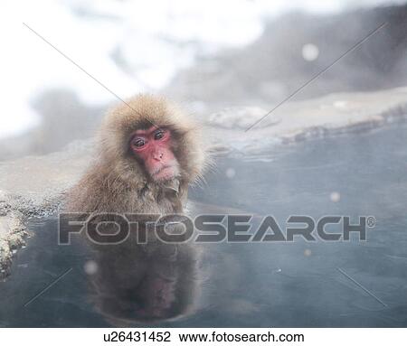 Stock Image - Japanese Monkey in Hot Spring. Fotosearch