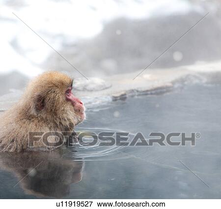 Stock Photo - Japanese Monkey in Hot Spring. Fotosearch