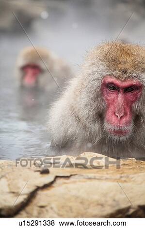Stock Photo - Japanese Monkeys in Hot Spring. Fotosearch
