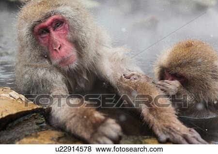 Stock Photo - Japanese Monkeys in Hot Spring. Fotosearch