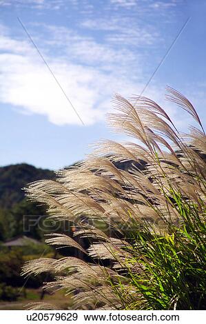Stock Photo - Japanese Pampas Grass. Fotosearch