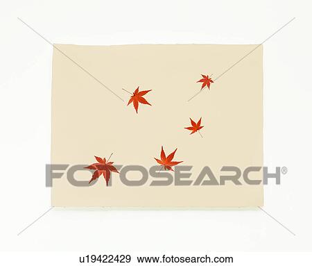 Japanese rice paper with Japanese maple leaves View Large Photo Image Stock Photo - Japanese rice paper with Japanese maple leaves. Fotosearch