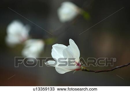 Kobushi magnolia (Magnolia kobus) View Large Photo Image Stock Image - Kobushi magnolia (Magnolia kobus). Fotosearch