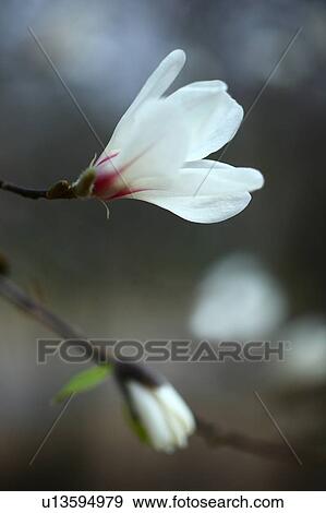 Stock Photo - Kobushi magnolia (Magnolia kobus). Fotosearch