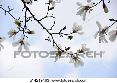 Kobushi magnolia View Large Photo Image Stock Image - Kobushi magnolia. Fotosearch