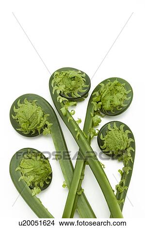 Picture - Kogomi (Ostrich Fern Fiddleheads). Fotosearch