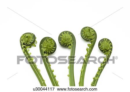 Stock Photo - Kogomi (Ostrich Fern Fiddleheads). Fotosearch