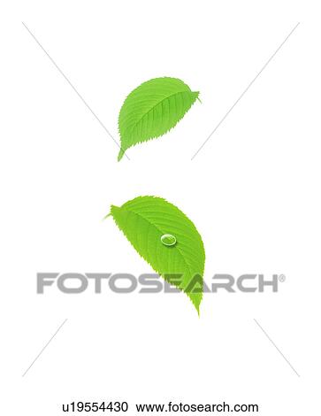 Leaves with dew drop, Digital Enhancement View Large Photo Image Stock Image - Leaves with dew drop, Digital Enhancement. Fotosearch