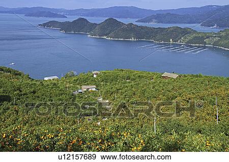 Stock Photo - Mandarin Orange Plantation and Uwa Sea. Fotosearch