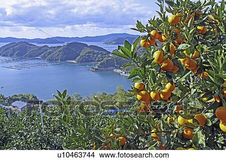 Mandarin Orange Plantation View Large Photo Image Picture - Mandarin Orange Plantation. Fotosearch