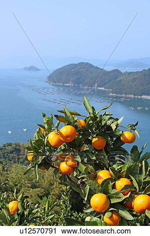 Stock Image - Mandarin Orange Plantation. Fotosearch