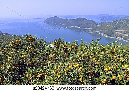 Stock Image - Mandarin Orange Plantation. Fotosearch