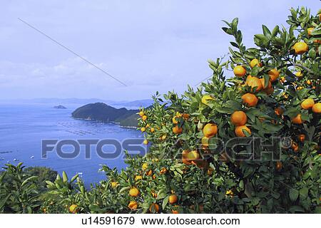 Stock Photo - Mandarin Orange Plantation. Fotosearch