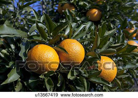 Stock Photo - Mandarin Oranges. Fotosearch