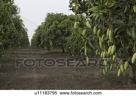 Mango Plantation View Large Photo Image Stock Photography - Mango Plantation. Fotosearch
