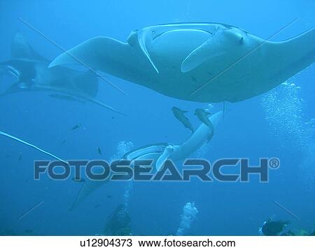 Manta View Large Photo Image Stock Image - Manta. Fotosearch
