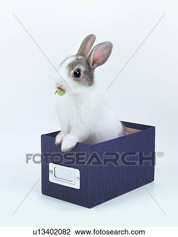 Stock Image - Miniature Rabbit in a box. Fotosearch