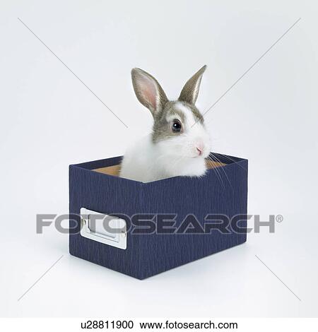 Stock Image - Miniature Rabbit in a box. Fotosearch