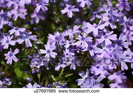 Stock Photography - Moss phlox flowers (Phlox sublauta). Fotosearch