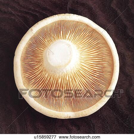 Stock Photo - Mushroom. Fotosearch