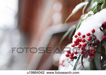 Stock Image - Nandina Berries in Snow. Fotosearch
