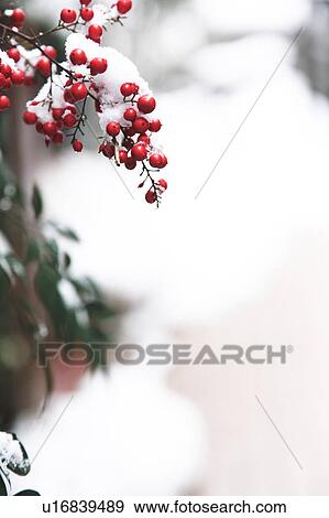 Nandina Berries in Snow View Large Photo Image Stock Photo - Nandina Berries in Snow. Fotosearch