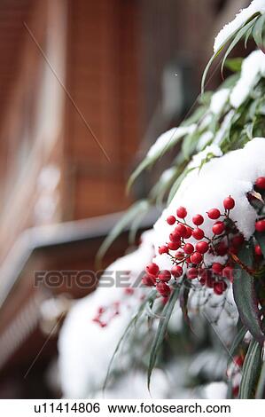 Nandina Berries in Snow View Large Photo Image Stock Photograph - Nandina Berries in Snow. Fotosearch