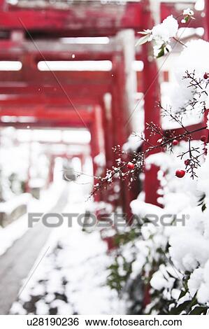 Nandina Branch and Torii Gate View Large Photo Image Stock Photograph - Nandina Branch and Torii Gate. Fotosearch