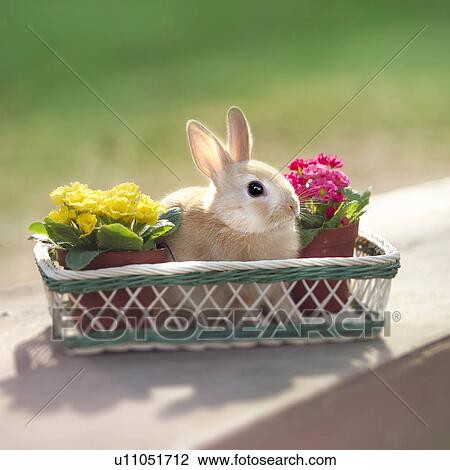 Netherland Dwarf Rabbit in a basket with flower pots View Large Photo Image Stock Image - Netherland Dwarf Rabbit in a basket with flower pots. Fotosearch