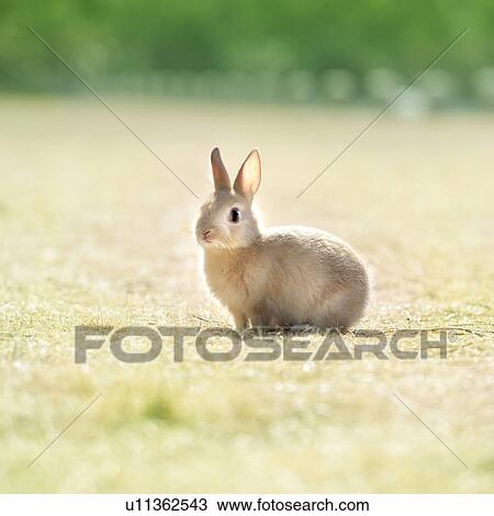 Netherland Dwarf Rabbit on grass View Large Photo Image Stock Image - Netherland Dwarf Rabbit on grass. Fotosearch