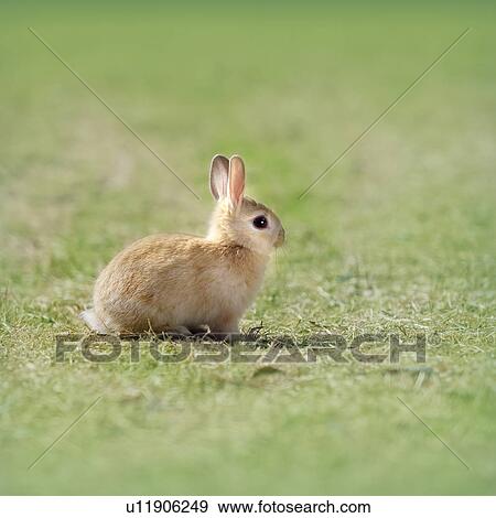 Netherland Dwarf Rabbit on grass View Large Photo Image Stock Photo - Netherland Dwarf Rabbit on grass. Fotosearch