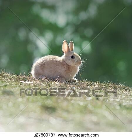 Netherland Dwarf Rabbit on grass View Large Photo Image Stock Photo - Netherland Dwarf Rabbit on grass. Fotosearch