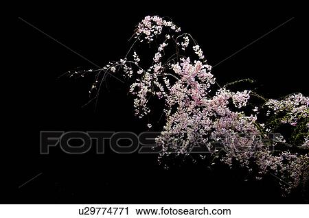 Stock Image - Nocturnal view of cherry blossoms. Fotosearch