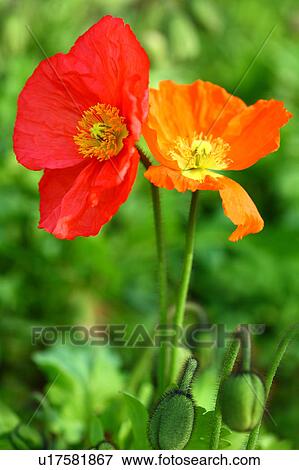 Orange Iceland poppy View Large Photo Image Stock Photo - Orange Iceland poppy. Fotosearch