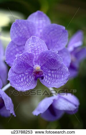 Orchid View Large Photo Image Stock Image - Orchid. Fotosearch