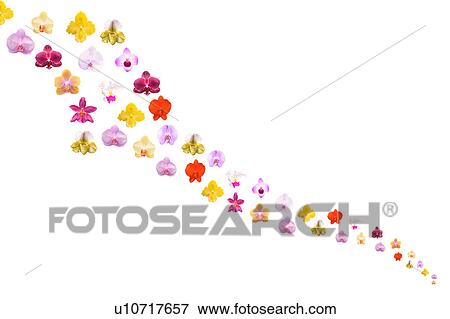Orchids flower heads View Large Photo Image Stock Photo - Orchids flower heads. Fotosearch