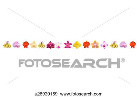 Stock Photo - Orchids in a row. Fotosearch