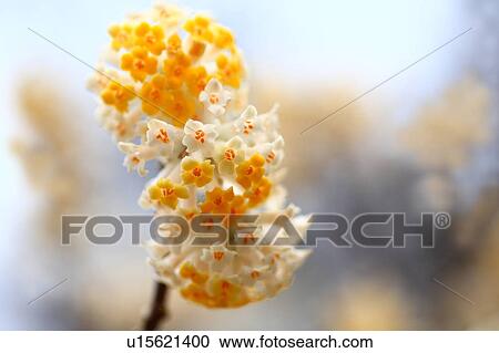 Stock Image - Oriental Paperbush (Edgeworthia chrysantha). Fotosearch