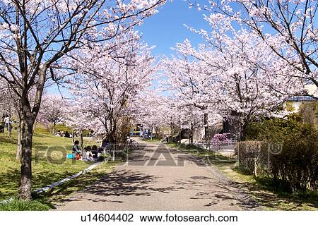 Stock Image - Path Lined with Cherry Blossom Trees. Fotosearch