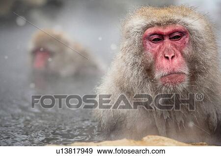 Pensive Japanese Monkey in Hot Spring View Large Photo Image Stock Photo - Pensive Japanese Monkey in Hot Spring. Fotosearch
