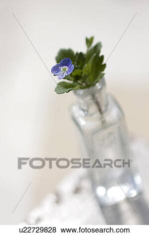 Stock Photo - Persian speedwell. Fotosearch