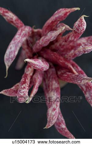 Pink Beans View Large Photo Image Stock Image - Pink Beans. Fotosearch